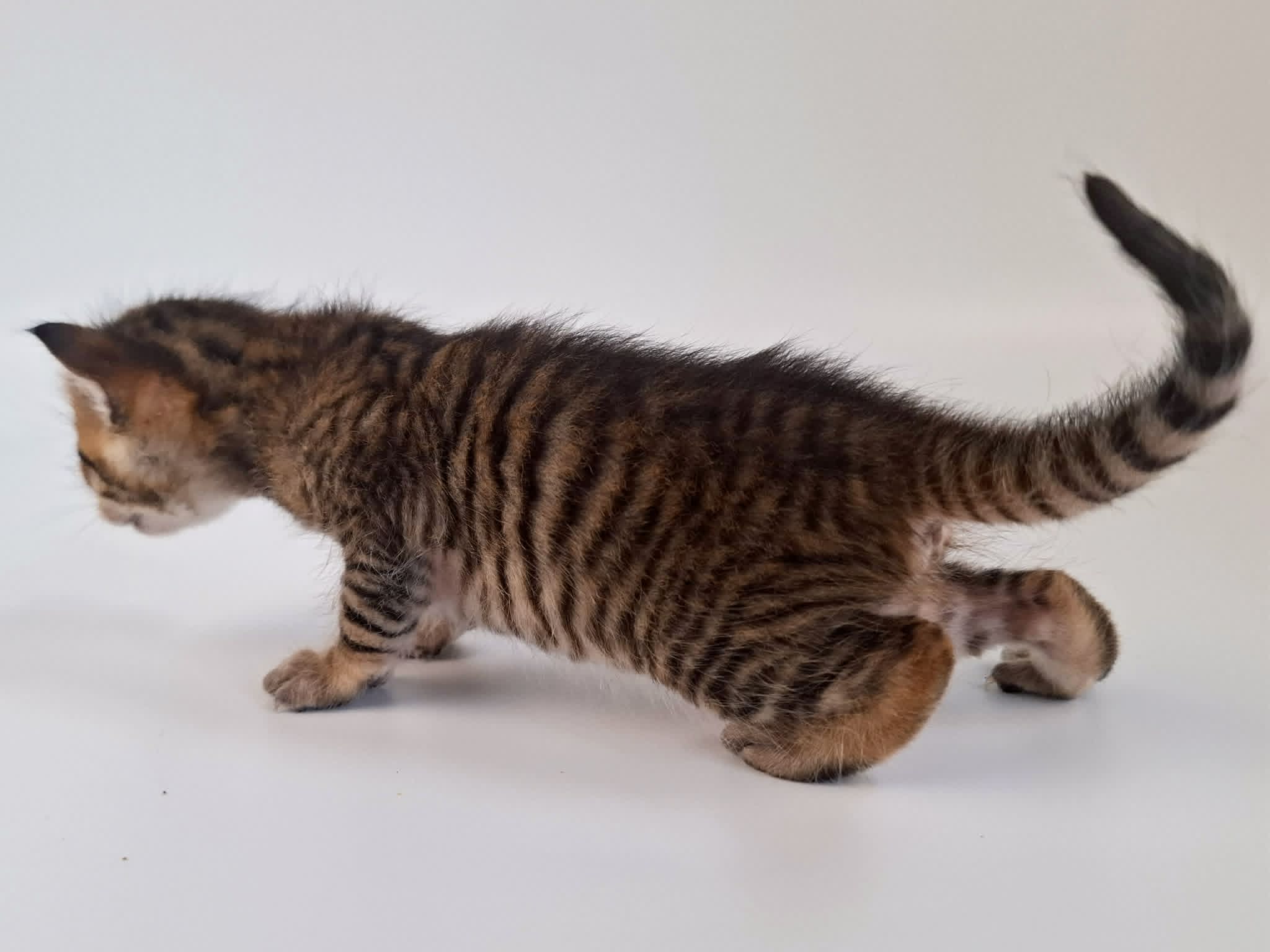 Kitten 10